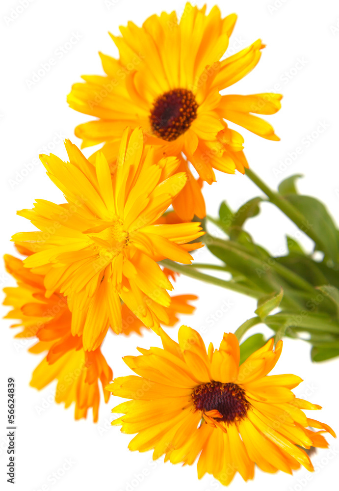 Naklejka premium calendula isolated