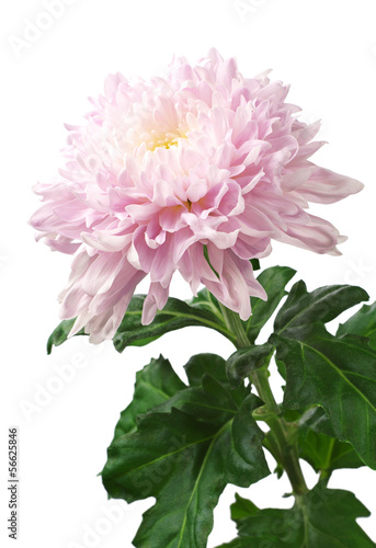 Light pink chrysanthemum