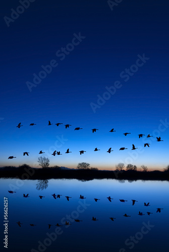 Wild Geese on a Blue Evening