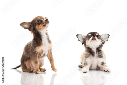 chihuahua isolated on white background