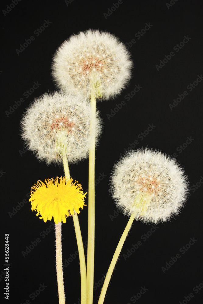 Dandelions on black background