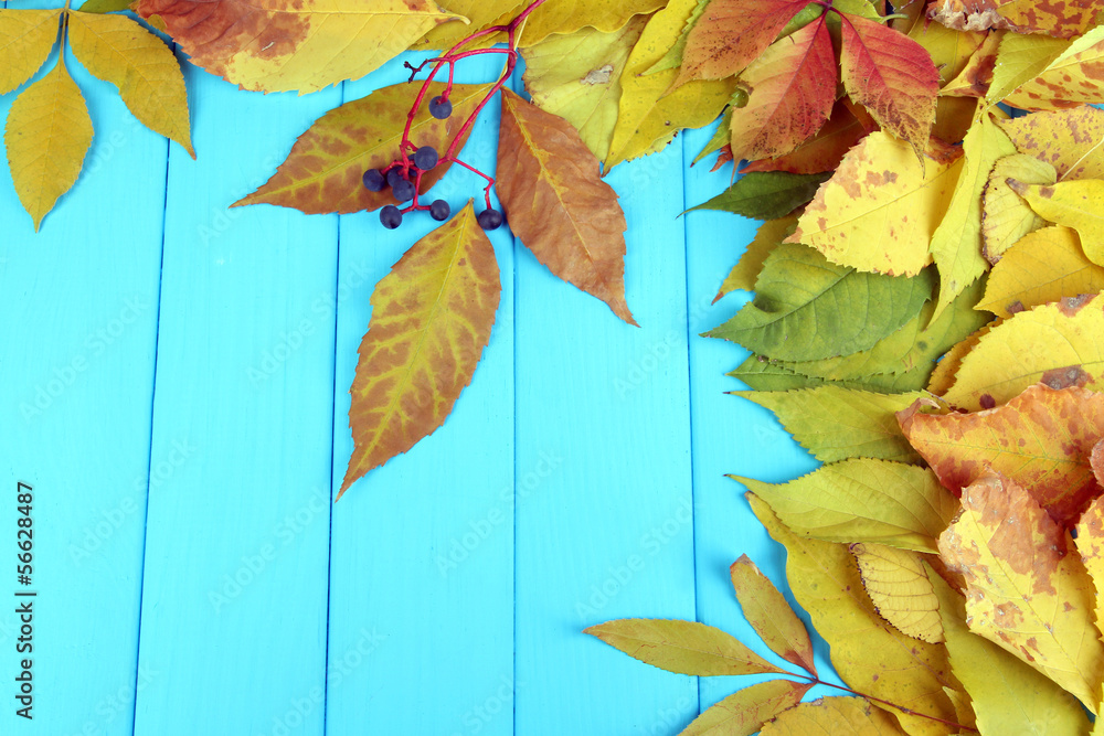 Obraz premium Bright autumn leaves on blue wooden board background