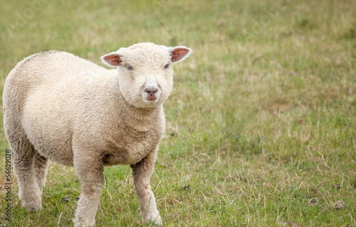 Spring Lamb © jlcst