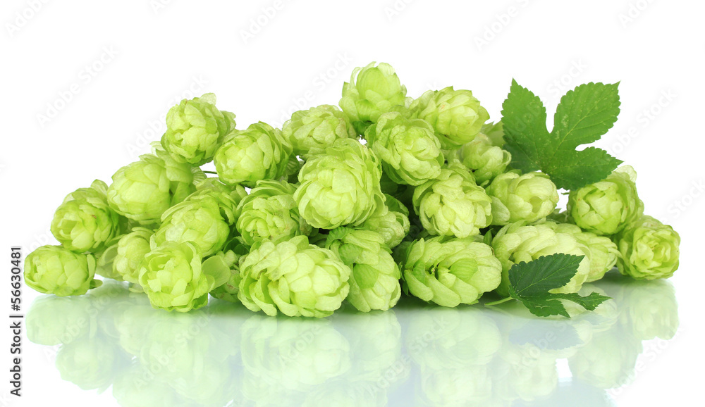 Fresh green hops, isolated on white Fresh green hops, isolated on white