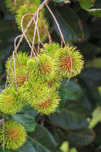 Tropical fruit, Rambutan fruits (Nephelium lappaceum) in garden