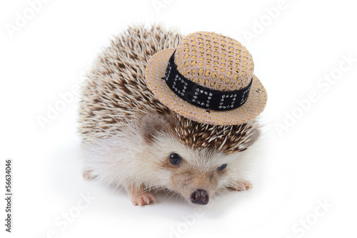 Little hedghog with samll hat. photo