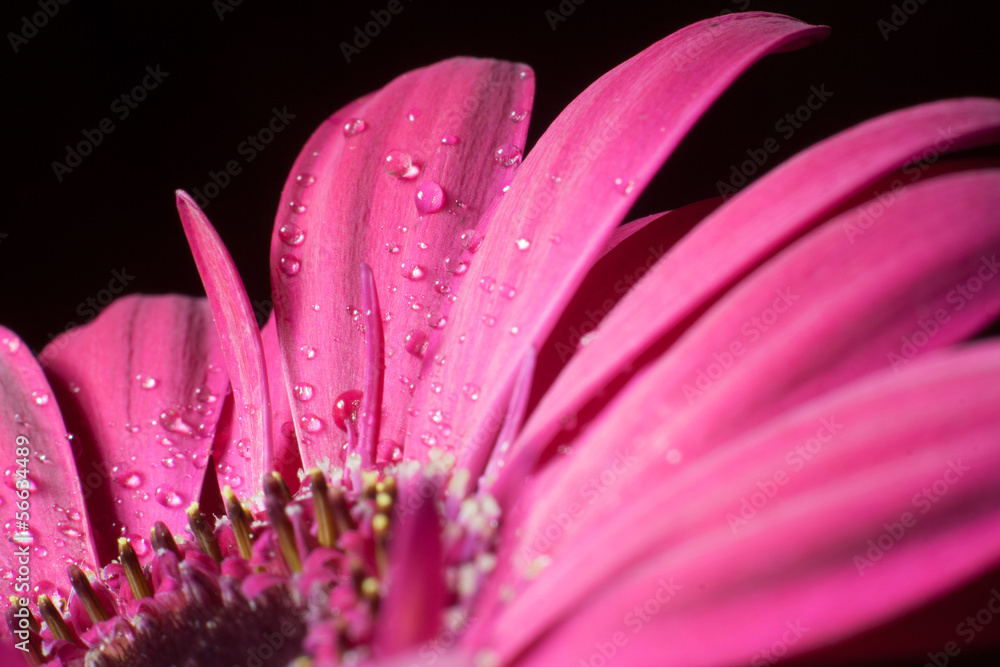 gerbera gerbera