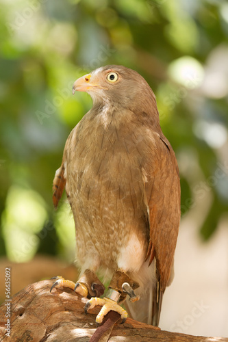 Buzzard,Rufous-wing ed Buzzard (Butastur liventer) photo