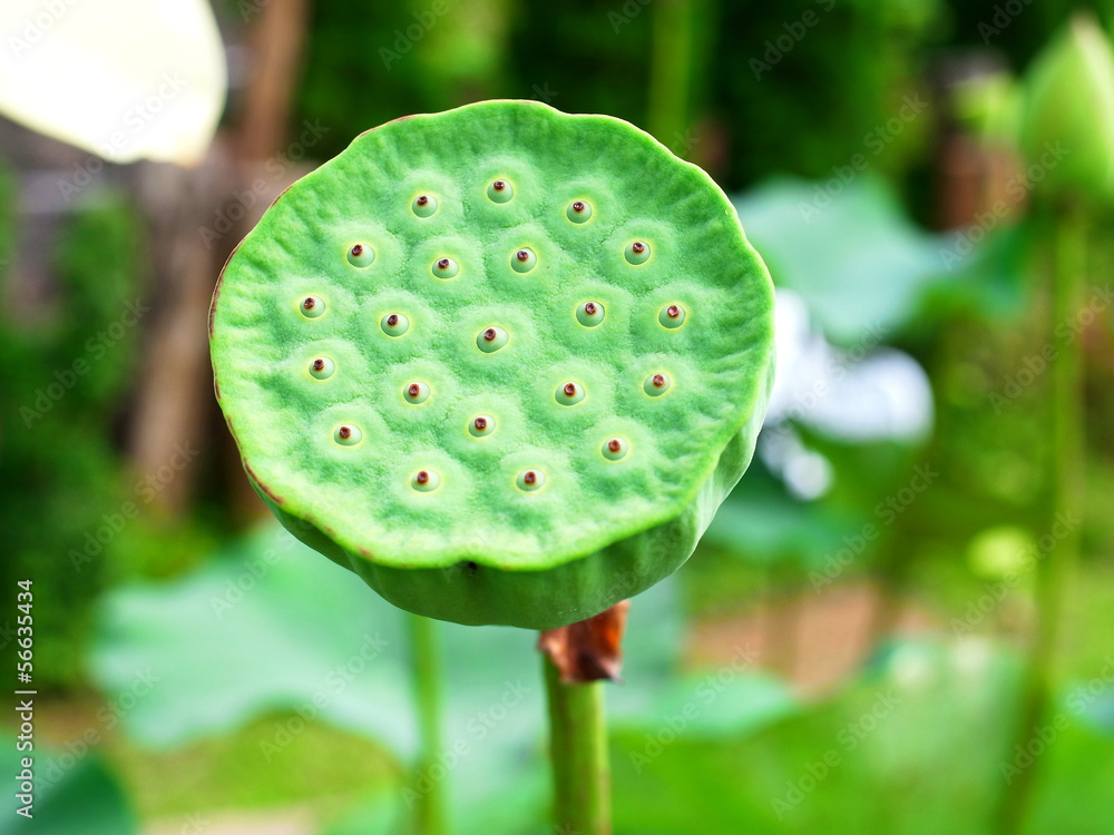 Lotur seed pod Lotur seed pod