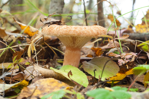 Tableau sur toile Lactarius torminosus. Edible mushroom