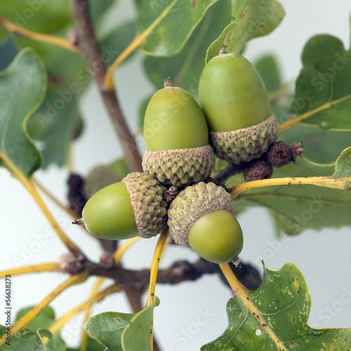 Traubeneiche, Quercus, petraea, Wintereiche, photo