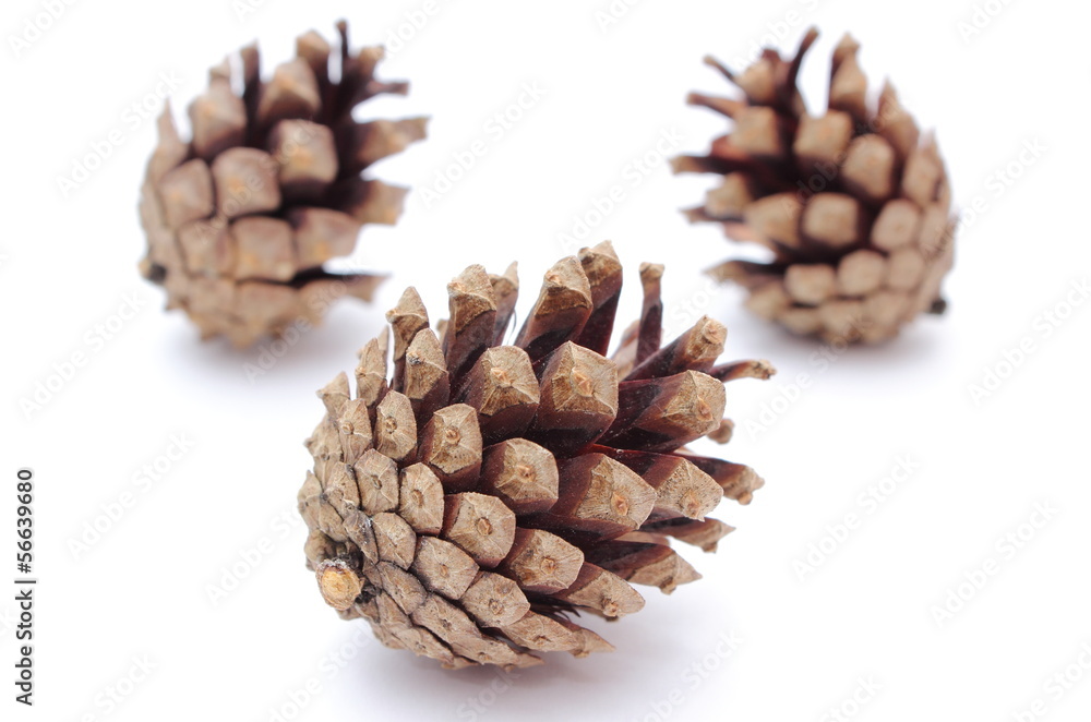 Pine cones on white background Pine cones on white background