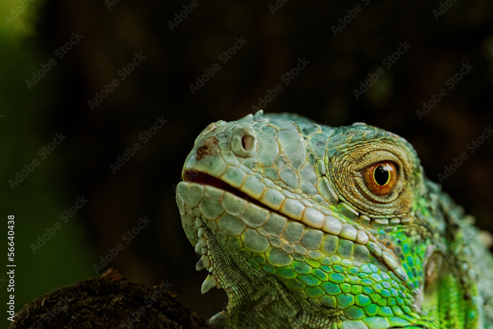 Fototapeta premium portrait about a green iguana