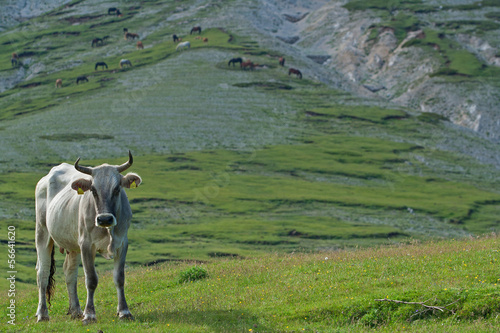 Wallpaper Mural Cow Torontodigital.ca