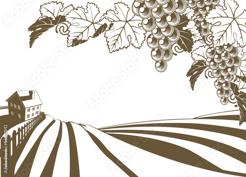 Vineyard Grapevine Farm Ill...