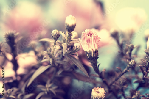 Fototapeta Naklejka Na Ścianę i Meble -  delicate pink aster's bud