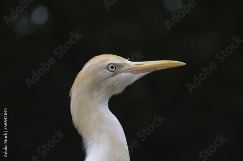 Kuhreiher, Bubulcus ibis photo