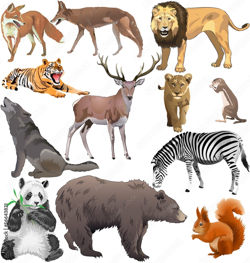 Obraz premium dzikie zwierzęta