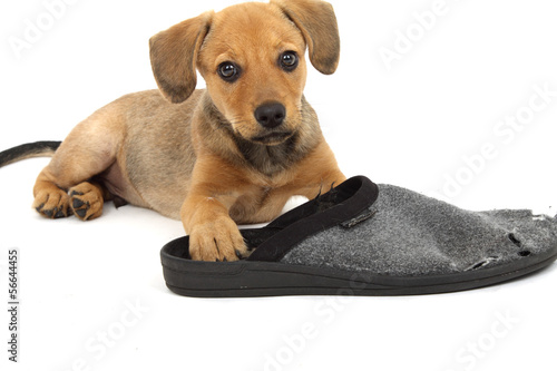 Schuh zerfetzen