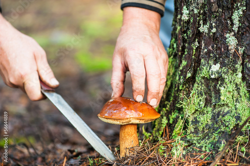 man cuts a mushroom in the forest