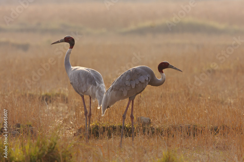 Couple of sarus crane in morning time  Tera     Nepal
