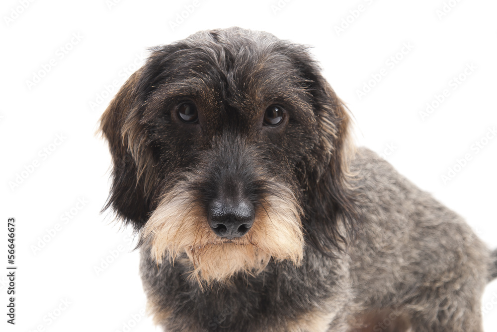 kleiner Dackel StockFoto Adobe Stock