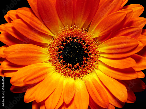 Orange Gerbera