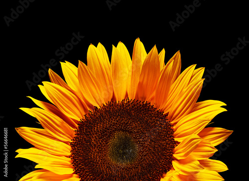 Fototapeta Naklejka Na Ścianę i Meble -  Yellow sunflower