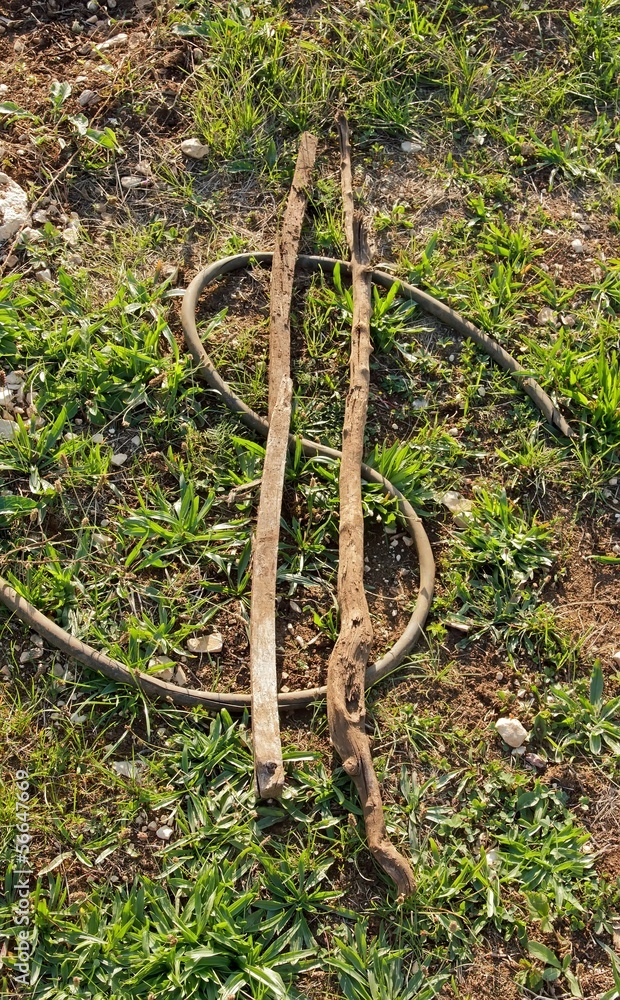 sigle du dollar en pleine nature sigle du dollar en pleine nature