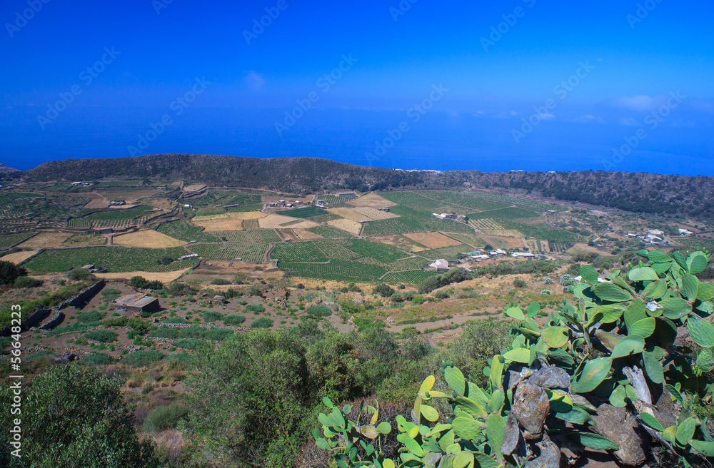 Plantation, Pantelleria