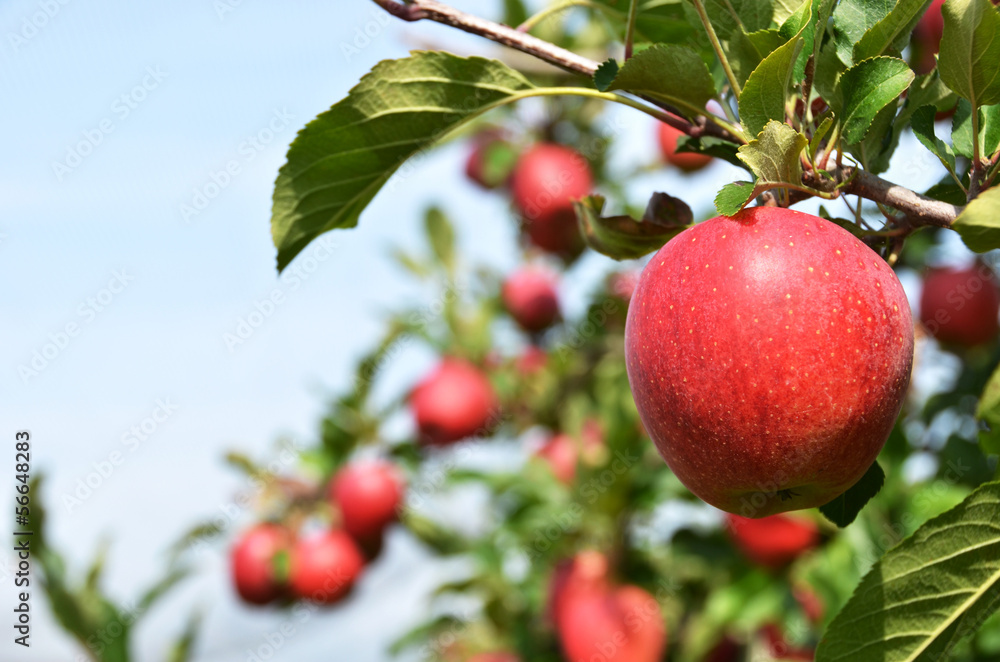 Apple on the tree