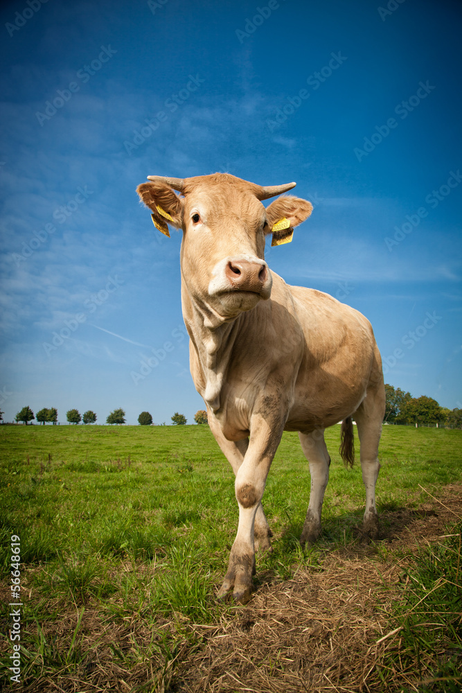 Kühe auf der Wiese