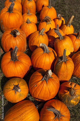 Vertical image of a group of pumpkins