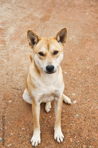 Thai dog with ground background. © isuaneye