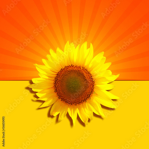 Fototapeta Naklejka Na Ścianę i Meble -  sun background with sunflower