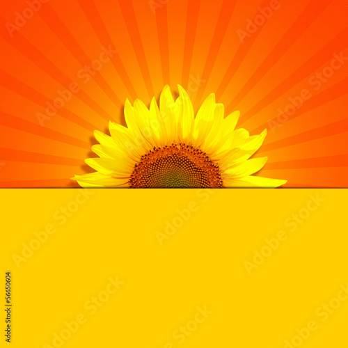 Fototapeta Naklejka Na Ścianę i Meble -  sun ray background with sunflower