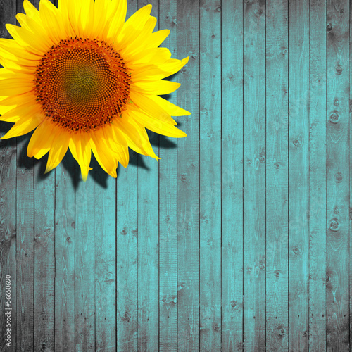 sunflower leaning on turquoise wooden background