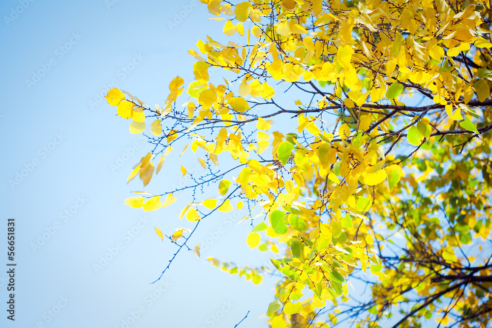 Autumn leaves with sunlight