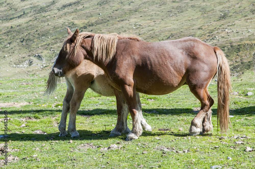 Fototapeta premium little mare with her mother