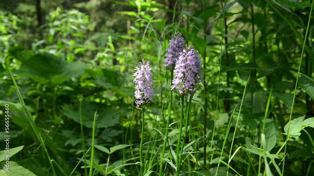 Moorland Spotted Orchid (dactylorhiza maculata) Moorland Spotted Orchid (dactylorhiza maculata)