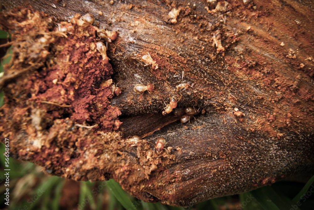 Fototapeta premium Termites eat wood