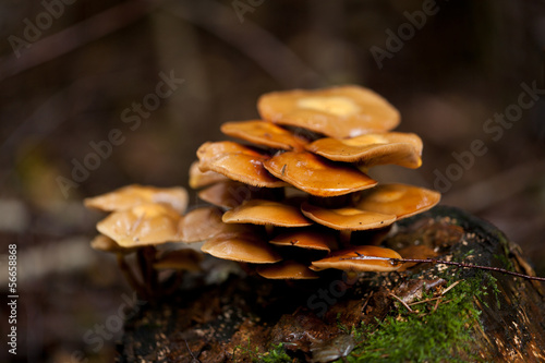 braune weisse pilze im moss wald walpilze natur closeup