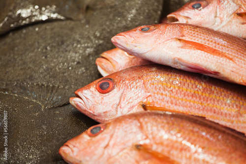 Slika na platnu Red Snapper