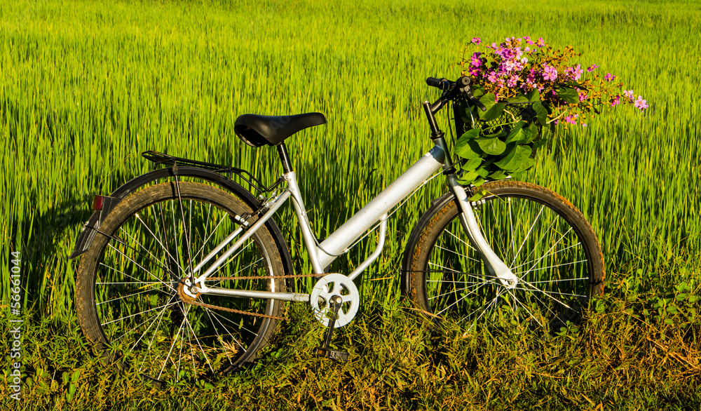 Bicycle in the rice field