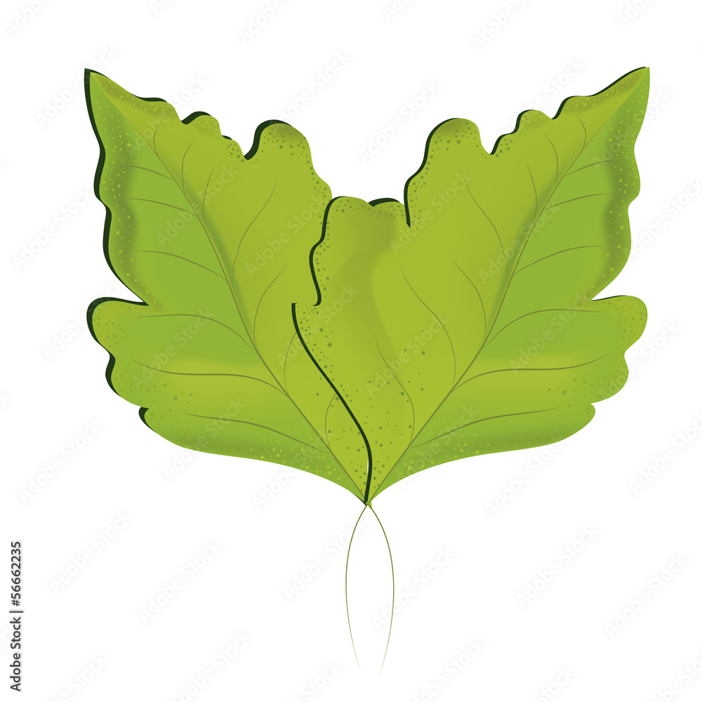 pair of leafs pair of leafs