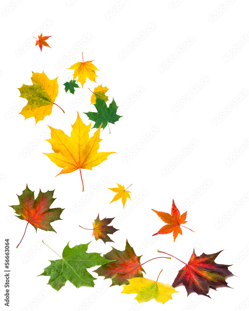 Herbstlaub vor weißem Hintergrund Herbstlaub vor weißem Hintergrund