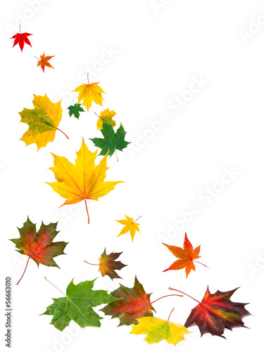 fallende Blätter vor weißem Hintergrund