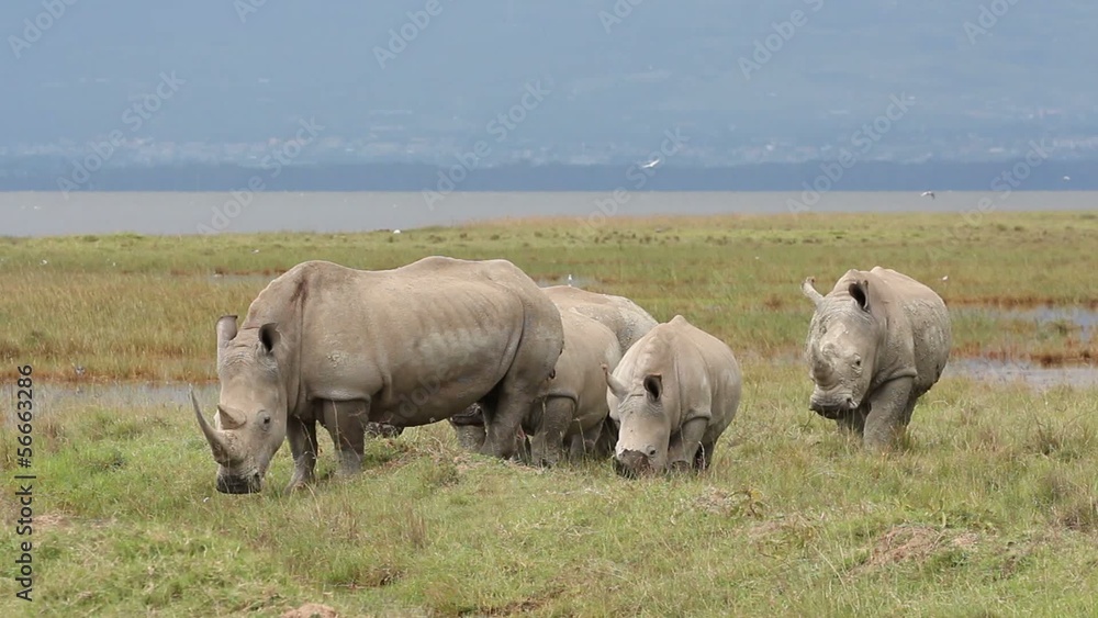 White rhinoceros, Lake Nakuru National Park, Kenya White rhinoceros, Lake Nakuru National Park, Kenya