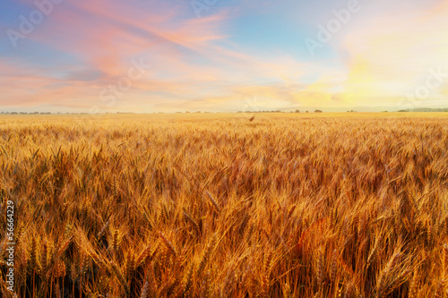 Field with gold ears of wheat in sunset