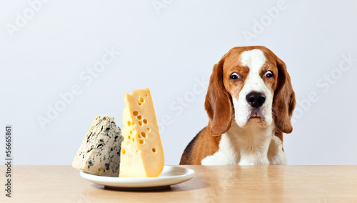 beagle and cheese